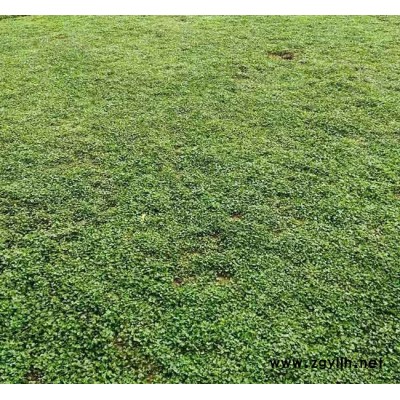 馬蹄金草坪多少錢一平方-馬蹄金草坪-安寧銘巖草坪批發(fā)(查看)