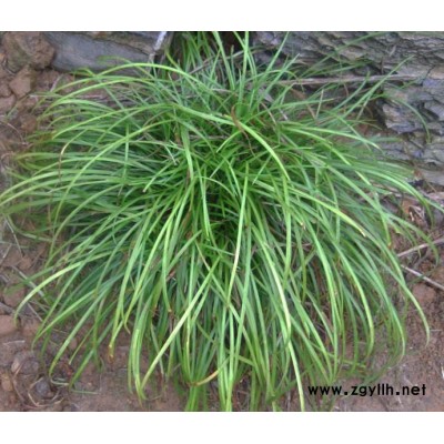 南陽麥冬草-圣茂麥冬草-綠化麥冬草