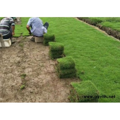 綠化草坪-建勇真草坪惠-綠化草坪價格多少