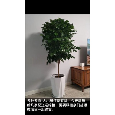 武漢植物租賃-美靜園藝綠植租擺設計(圖)