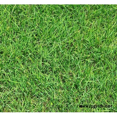 四季青-安寧銘巖草坪種植園-四季青采購