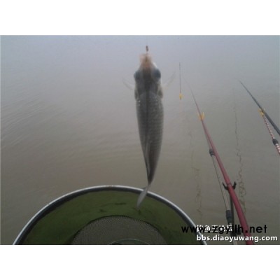 手拋打窩方法-釣魚王漁具(推薦商家)