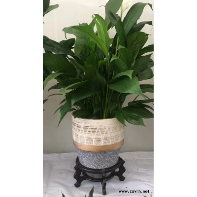 街道口植物出租-綠色植物出租-美靜園藝(推薦商家)