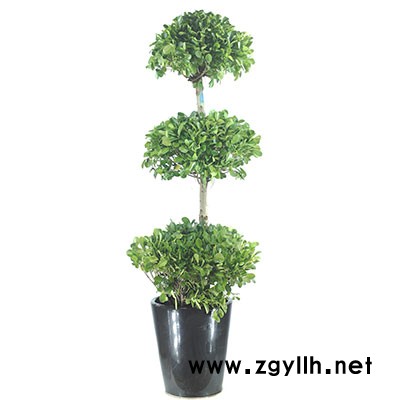 武漢綠植租售-武漢雅淳花卉-武漢綠植