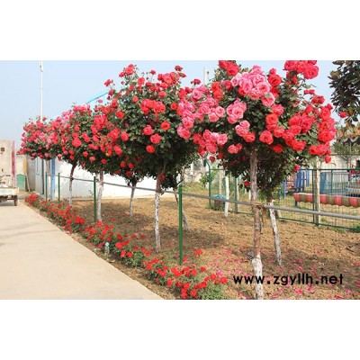 6到7公分樹形月季價(jià)格表-南陽(yáng)月季基地月季品種