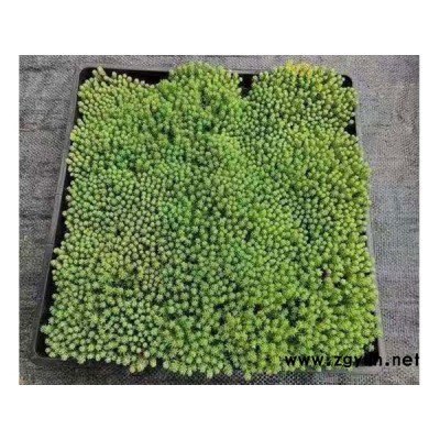 中華景天工程苗價(jià)格-韻可園林-中華景天工程苗
