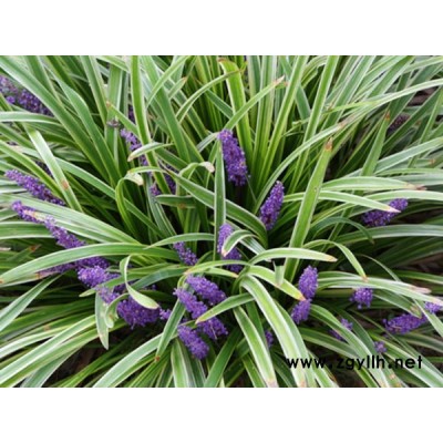 細葉麥冬草-麥冬草-圣茂麥冬草配送