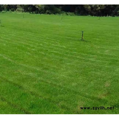 安寧銘巖草坪報價(圖)-混播草坪批發-保山混播草坪