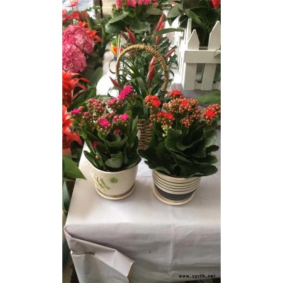 開業花籃多少錢一個-南湖開業花籃-美靜園藝綠植出租設計