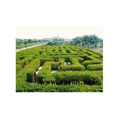 小區(qū)綠化養(yǎng)護(hù)-漢陽綠化養(yǎng)護(hù)-雅淳花卉(查看)