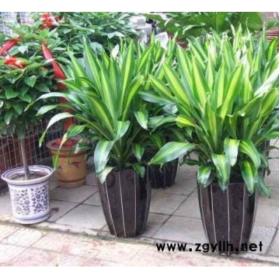 武漢綠植-雅淳花卉租擺-綠植花卉