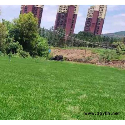 宣威混播草坪-混播草坪生產(chǎn)基地-安寧銘巖草坪(推薦商家)