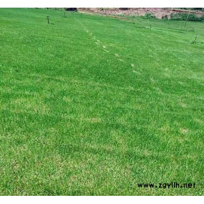 混播草坪價格-昆明混播草坪-安寧銘巖草坪基地(查看)