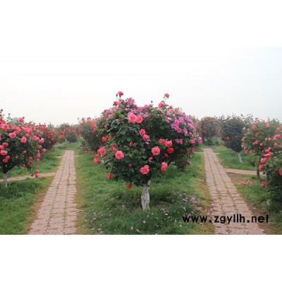 哪里有古狀月季基地-古狀月季基地-月季基地供應(yīng)月季樹(查看)