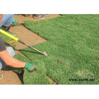 尋甸草坪基地-草坪基地公司-安寧建勇草坪(推薦商家)