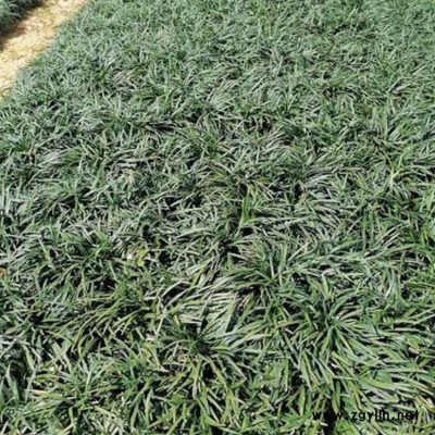 公園綠化麥冬苗種植基地 李斌麥冬草 道路綠化麥冬苗批發(fā)基地