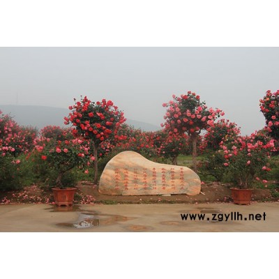 20公分樹形月季小苗-日照樹形月季小苗-河南樹狀月季基地