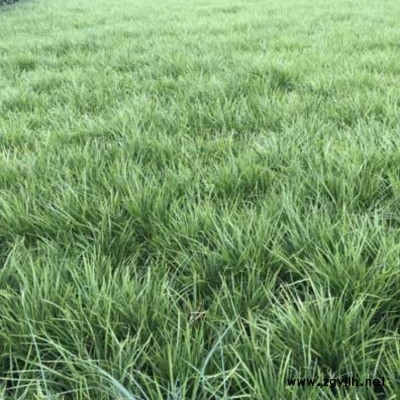 北京佛甲草功效 李斌麥冬草 小區(qū)綠化佛甲草種植