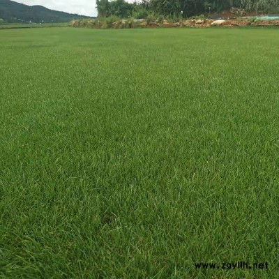 馬尼拉草坪批發基地-畢節馬尼拉草坪-安寧建勇真草坪價格低