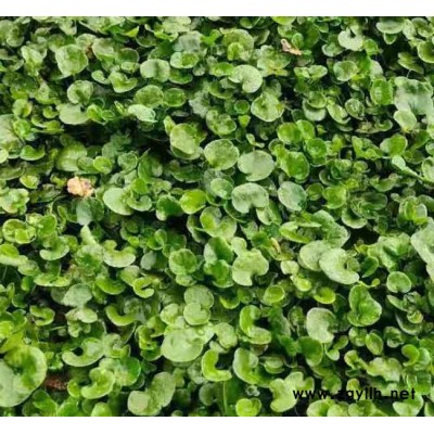 馬蹄金出售-馬蹄金-安寧銘巖草坪種植園