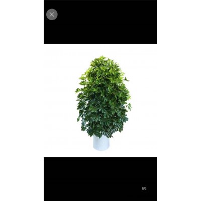 美靜園藝綠植花卉出租-武漢植物租賃