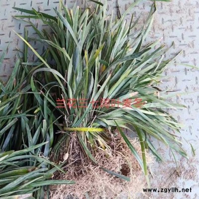 大葉麥冬草批發(fā)基地 公園綠化大葉麥冬草產(chǎn)地