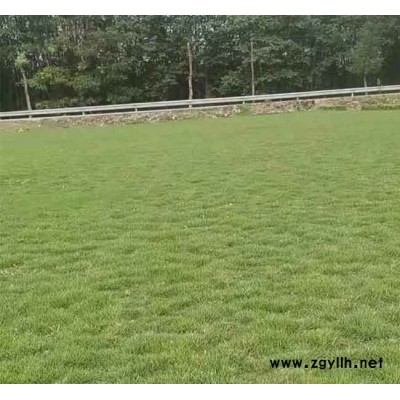 馬尼拉草坪基地-昭通馬尼拉草坪-安寧銘巖草坪基地(查看)