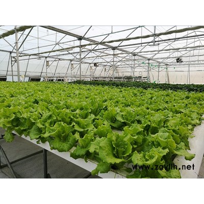 福州無土栽培-無土栽培技術-龍泰農用機械(推薦商家)