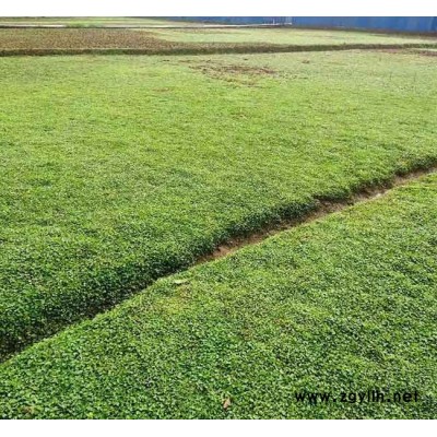 馬蹄金草坪多少錢-景洪馬蹄金草坪-安寧銘巖草坪報價