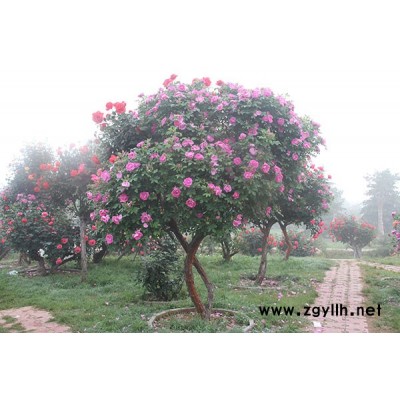 南陽(yáng)古狀月季樹苗-古狀月季樹苗-河南月季基地