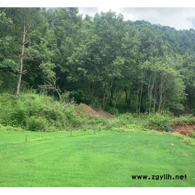 剪股穎草坪種植園-大理剪股穎草坪-安寧銘巖草坪種植園