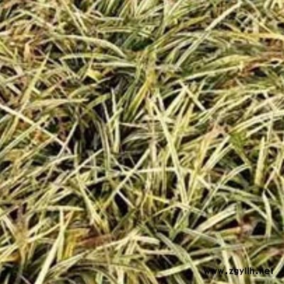 江西狗尾草的形態(tài)特征 袋裝狗尾草批發(fā) 工地狗尾草的產(chǎn)量