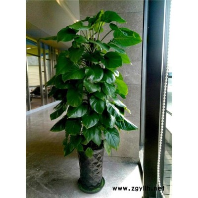 綠植價(jià)格-綠植-眾芳園藝公司