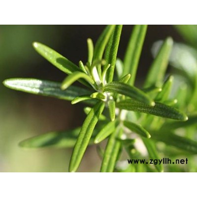 迷迭香批發(fā)-迷迭香-韻可園林(查看)