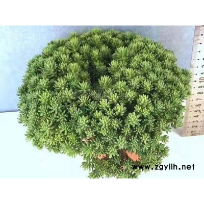 大慶中華景天綠化苗-中華景天綠化苗價(jià)格-韻可園林(誠信商家)