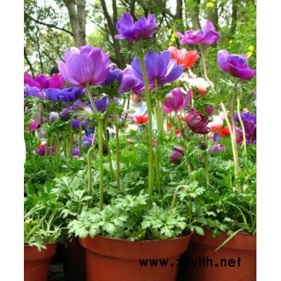 美靜園藝花卉出租設計(多圖)-武漢鮮花租賃