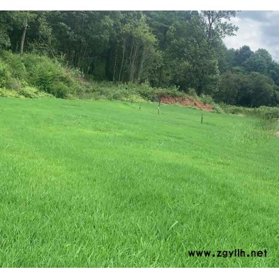 玉溪剪股穎-安寧銘巖草坪價(jià)格-剪股穎一般多少錢