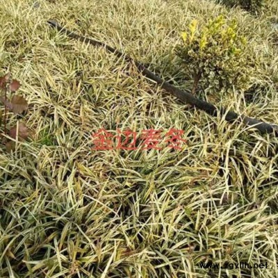 北京書帶草基地 李斌麥冬草 河南書帶草報(bào)價(jià)