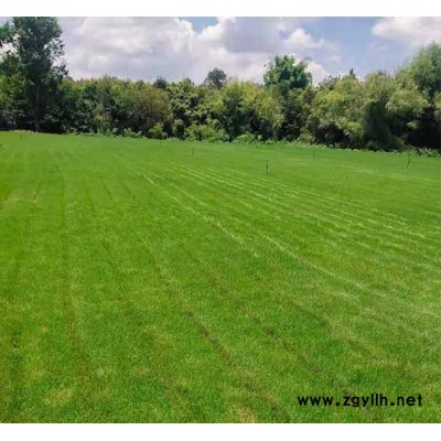 宣威綠化草坪-安寧銘巖草坪基地-綠化草坪采購