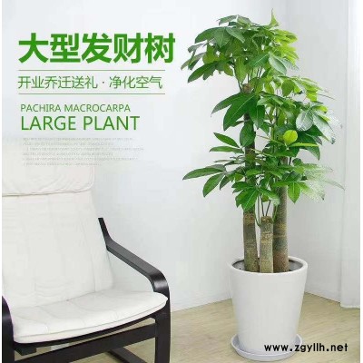 花卉綠植養(yǎng)護(hù)-美靜園藝花卉租擺設(shè)計(jì)-江岸綠植養(yǎng)護(hù)