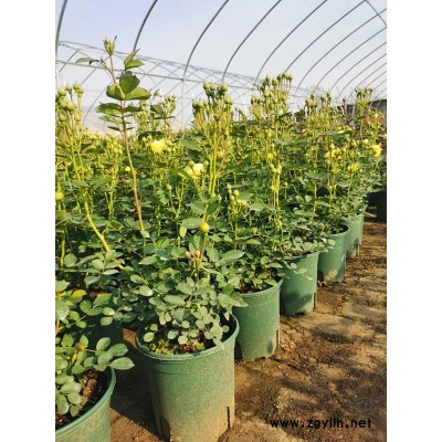 造型月季樹狀-月季基地(在線咨詢)-南昌造型月季