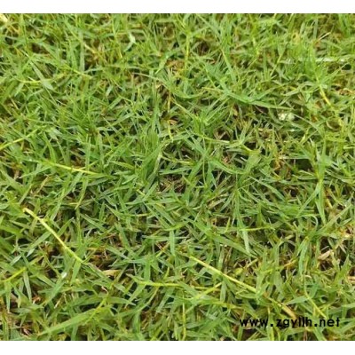 馬尼拉草坪-安寧銘巖草坪基地-馬尼拉草坪多少錢一平方