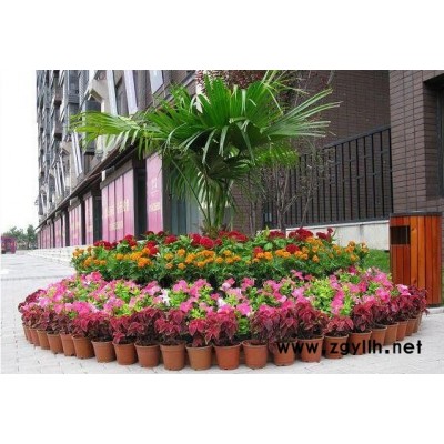 武漢租花-租花卉-雅淳花卉(推薦商家)