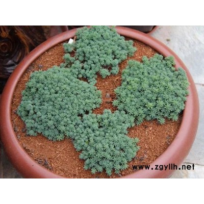 中華景天工程苗訂購價(jià)-中華景天工程苗-韻可園林(查看)