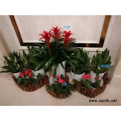 武昌室內(nèi)花卉租擺-眾芳園藝有限公司