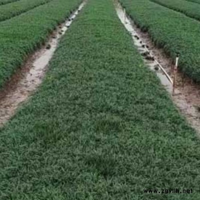 貴州沿階草栽植密度 李斌麥冬草 短葉沿階草基地