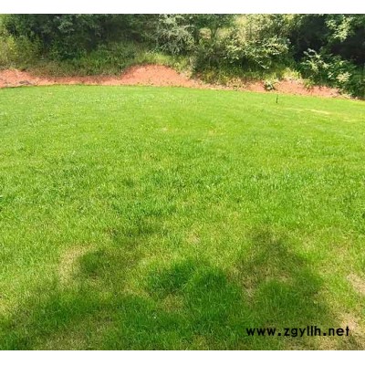 四季青草坪一般多少錢-四季青草坪-安寧銘巖草坪批發(fā)(查看)
