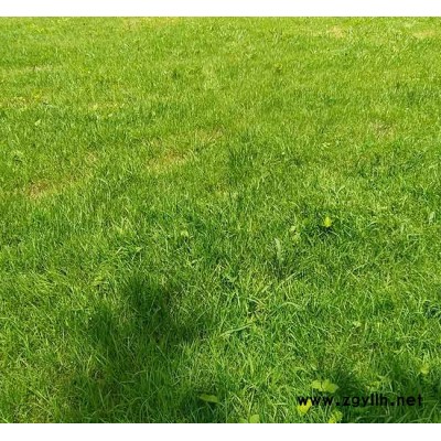 楚雄四季青草坪-安寧銘巖草坪價格-四季青草坪價格表