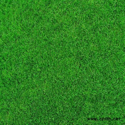 帶泥土真草坪工程-安寧建勇草坪(在線咨詢)-富民帶泥土真草坪