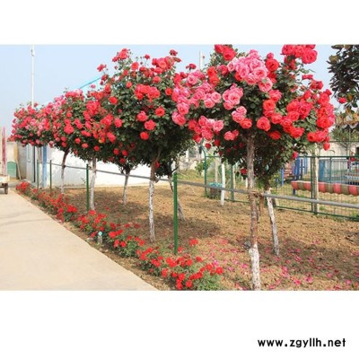 古樁月季批發(fā) 古樁月季公司 月季基地